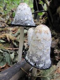 These Grow On My Gravel Driveway Every Year Stuffed Mushrooms Fungi Mushroom Fungi