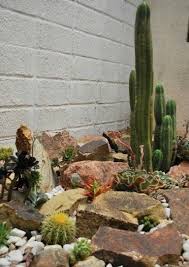El cactus san pedro es una de las plantas espinosas que tiene las flores más bonitas. Decoracion De Jardines Fotos De Ideas Decorativas Con Plantas Y Flores Decoraciones De Jardin Jardin Seco Jardin De Cactus De Exterior