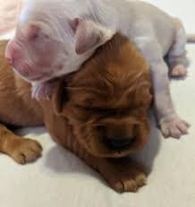 Snowball 3 golden retriever mix puppies, born mother day 5.14.17 mommy is pure bread golden retriever and daddy is golden retriever and pit. Golden Retriever Puppy Breeder Floden Farm Field Golden Retrievers