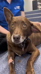 Image result for abscess dog's ear flap