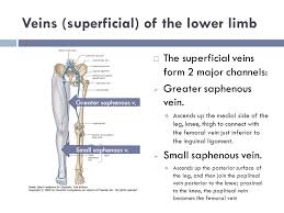 Vasculature Of The Lower Limb You Don T Have To Better Than Everyone Else Just Better Than The Day Before Dr Idara Ppt Video Online Download