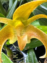 Image result for Bulbophyllum elliotii