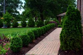 It's an exceptionally compact boxwood that is excellent for use in smaller gardens. Baby Gem Boxwood Houzz