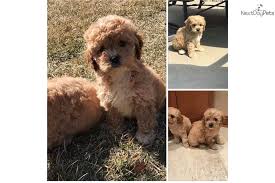 Thank you so much for my lovely cavapoo puppy.she is so fluffy, energic. Cavapoo Puppy For Sale Near Chicago Illinois 191b8607 7c61