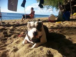 If you already have a lot of the paperwork done, they will offer you a $150 discount, $50 per additional pet. Pin On Hawaii Living