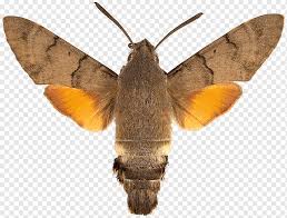 They overwinter as larvae so the caterpillars can. Hummingbird Hawk Moth Hippotion Celerio Butterfly Sphinx Ligustri Butterfly Brush Footed Butterfly Insects Fauna Png Pngwing