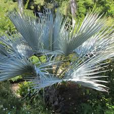 Image result for Barleria superata