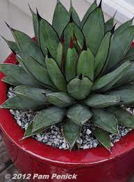 Spiky plants come in many shapes and sizes. Spiky Plant Love Digging