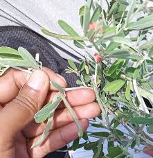 Image result for Tephrosia pentaphylla