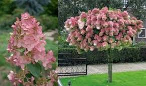 Check spelling or type a new query. Hydrangea Paniculata Interhydia Pink Diamond Stonepocket Know What You Grow