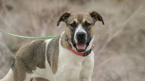 How long does it take for a puppy to recover from parvo? Can My Dog Get Parvo The Answer Is Yes