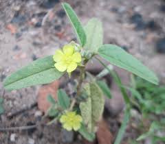 Image result for Melhania acuminata