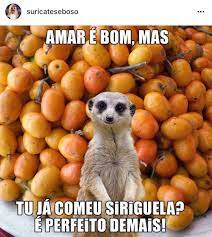 This spirit animal quiz will give you a deeper look into yourself. Otaviano Soares On Twitter So Nao Pode Engolir O Caroco Senao Nasce Um Pe De Siriguela No Buxo