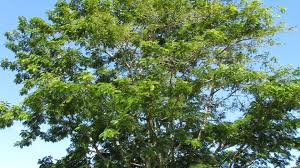 Image result for Parkia