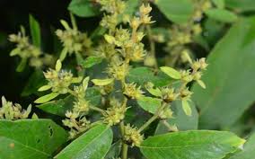 Image result for Bridelia atroviridis