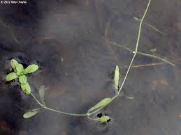 Image result for Callitriche