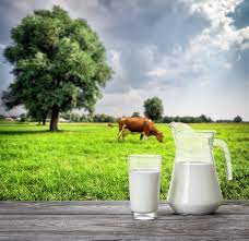 En quantité moindre c'est aussi une bonne source. Le Lait De Vache Bon Ou Mauvais Pour La Sante Sport Et Alimentation