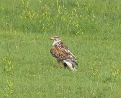 Feruginous Hawk in field