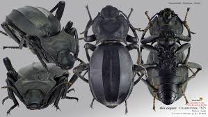 We did not find results for: Akis Elegans Elegans Charpentier 1825 Rbins Virtual Collections