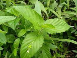 Image result for Caperonia