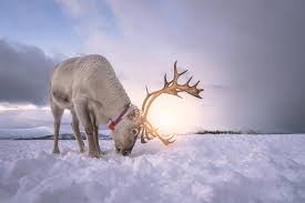 We did not find results for: Norway Winter Adventure Bergen Geilo Oslo Aurland Tromso Alta 14 Days Kimkim