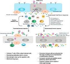 Many cytokines are refered as interlukins; Frontiers Calming The Storm Natural Immunosuppressants As Adjuvants To Target The Cytokine Storm In Covid 19 Pharmacology
