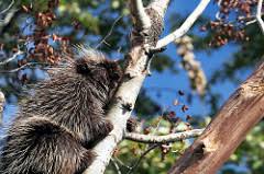 There is ten questions and 15 boxes. Porcupine Facts Lesson For Kids Study Com
