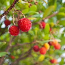 The leaves are large glossy deep green with red stems trunk and branches have rich reddish brown peeling bark. Arbutus Marina Plants Western Star Nurseries