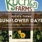 Sunflower Days