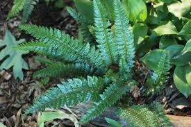 Image result for Polystichum