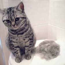 Brushing your cat can also reduce the number of hairballs she hacks up. My Cat Is Shedding A Lot Of Hair