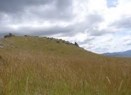 Image result for Otiophora pauciflora