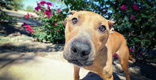 Videos you watch may be added to the tv's watch history and influence tv recommendations. Mayday Pit Bull Rescue