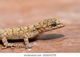 Image result for Kotschya carsonii