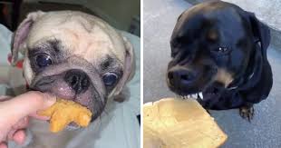Discover our menu and order delivery or pick up from a burger king near you. Dogs Taking Gentle Bites Of Food Is The Most Wholesome Tiktok Trend