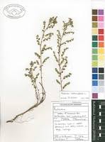 Image result for Phyllanthus nummulariifolius