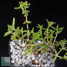 Image result for Crassula expansa