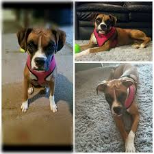 Missing female Boxer . Owner asked us all to please share had a surgery 4  years ago and has clear markings ... Needs medicine... And owners are  desperately missing their fur kid