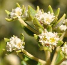 Image result for Phylica