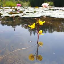 Kuvahaun tulos haulle bladderwort plant