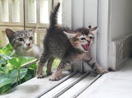 How to tell how old a kitten is and when do cats open their eyes? A Stray Cat Decided To Bring Its Kitten Into My House Today The Kitten Was Extremely Aggressive But The Mom Was Surprisingly Chill Aww