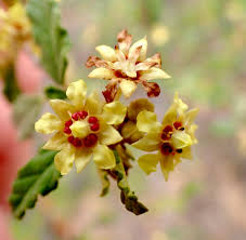 Image result for Ochna cinnabarina