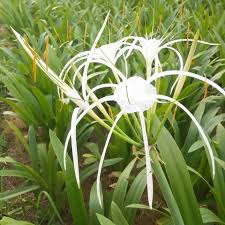 Image result for Crinum asiaticum
