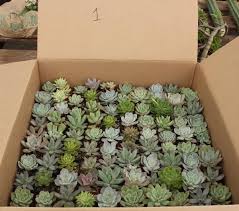Facebook Specials 100 Rosette Shaped Succulents In Plastic Square 2 Conta Cheap Wedding Centerpieces Succulent Wedding Centerpieces Wedding Favor Centerpieces