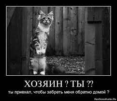 ХОЗЯИН? ТЫ? - ты приехал, чтобы забрать меня обратно домой? » Демотиваторы  по-русски - Создать демотиватор