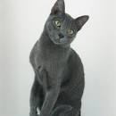 Korat Kittens for Sale - Cat Breeder List