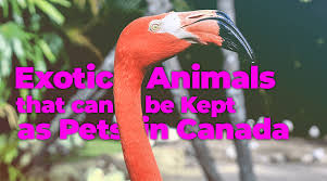 I have pair of asian small otters. Exotic Pets In Canada A List Of Pets That Are Legal To Own In Canada Daily Tings