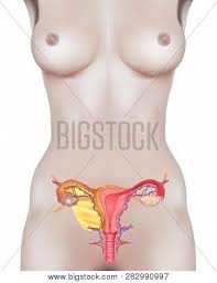 The uterus, which hosts the developing fetus, produces vaginal pcos is occuring with a lot of couple these days. Human Anatomy Female Vector Photo Free Trial Bigstock