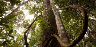Huraikan kepentingan memelihara hutan kepada kehidupan. Peran Hutan Sebagai Infrastruktur Hijau Perekonomian Baru Cifor Forests News
