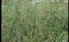 Image result for Pycreus flavidus